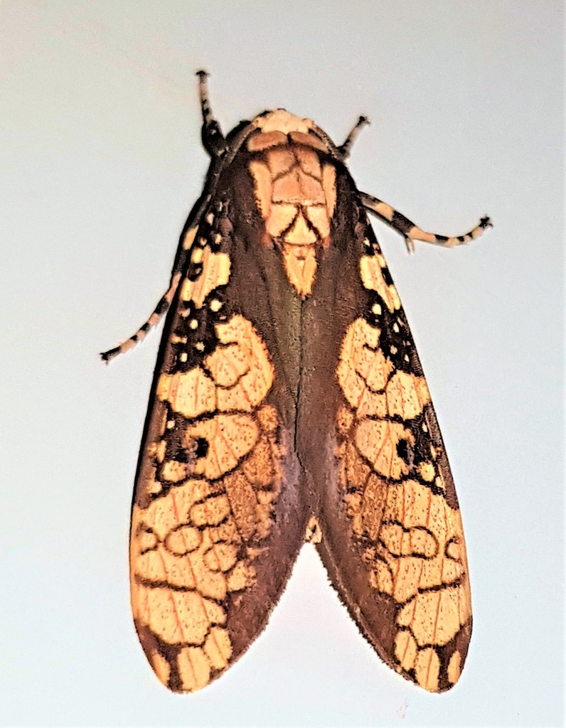 Cresera ilioides