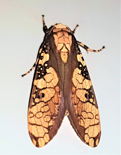 Cresera ilioides