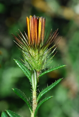 Gorteria integrifolia