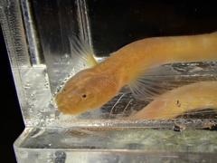 Well Earthworm Goby photo 3