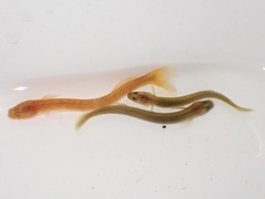 Well Earthworm Goby photo 2