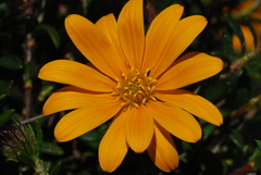 Gorteria integrifolia