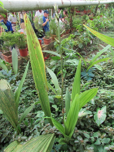 Peristeria elata, photograph 5