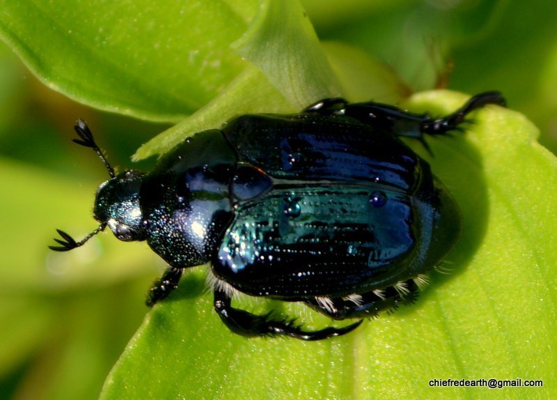 Popillia cyanea