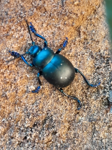 Timarcha nicaeensis