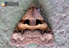 Avatha discolor
