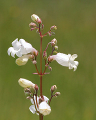 Penstemon multiflorus