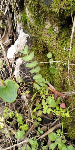Lathyrus aphaca iNat (3)