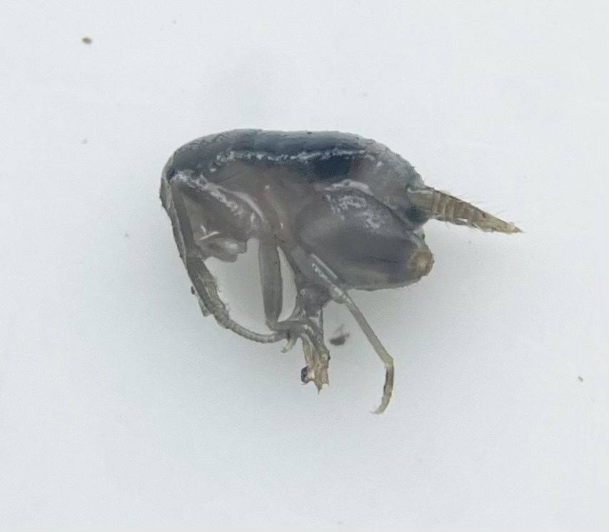 Myrmecophilus formosanus