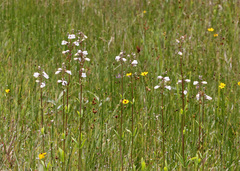 Penstemon multiflorus