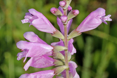 Physostegia purpurea