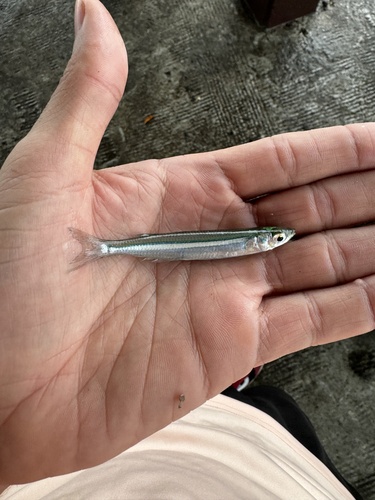 Chagres silverside (Atherinella chagresi) — Atherinopsidae