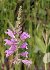 Physostegia purpurea