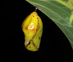 Euploea midamus