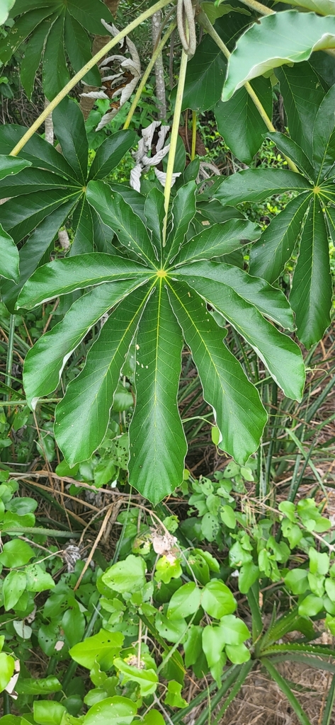 Foto de Embaúba do brejo