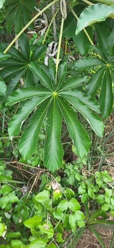 Embaúba do brejo