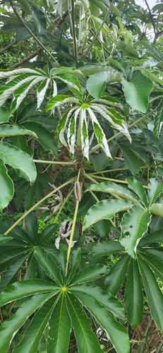 Foto de Embaúba do brejo