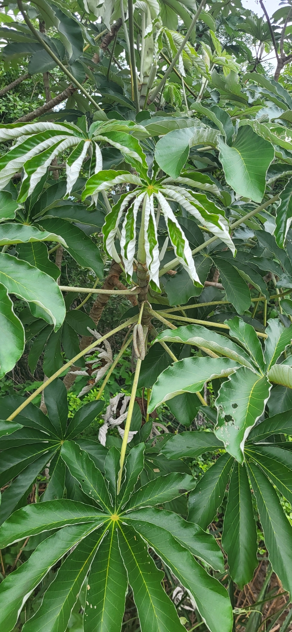 Imagem de Embaúba do brejo