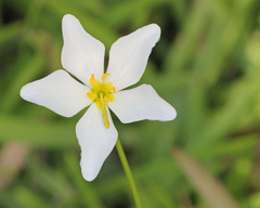 Sabatia stellaris