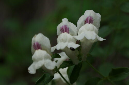 Antirrhinum sempervirens