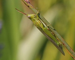 Stenacris vitreipennis