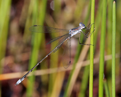 Lestes vidua