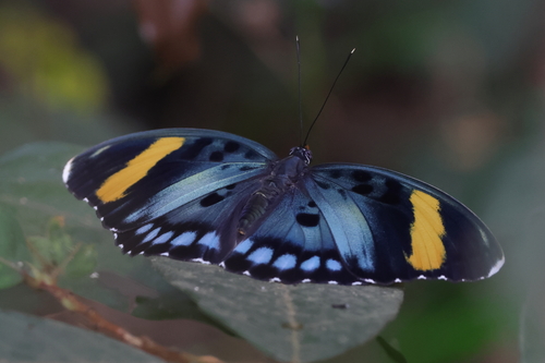 Euphaedra francina