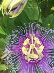 Passiflora incarnata × cincinnata