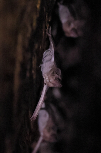 Egyptian Tomb Bat