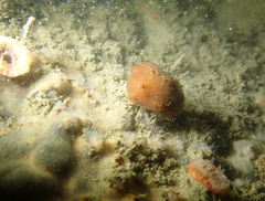 Amphimedon trindanea