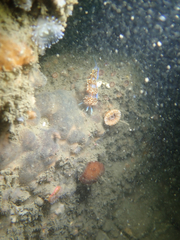 Amphimedon trindanea