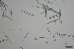 Amphimedon trindanea