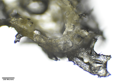 Amphimedon trindanea