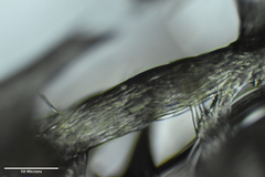 Amphimedon trindanea