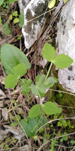 Ervilhaca
