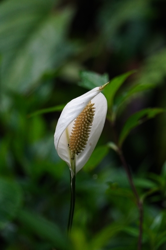 Spathiphyllum wallisii