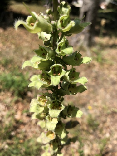Digitalis laevigata (Digitalis laevigata)