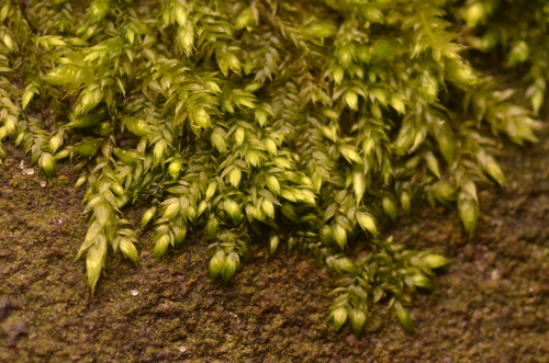 Taxiphyllum wissgrillii, 2024-12-30