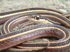 Thamnophis saurita septentrionalis