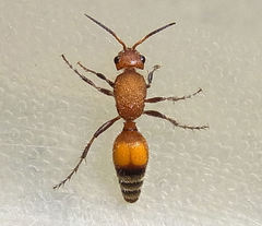 Dasymutilla angulata