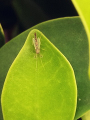 Insecta