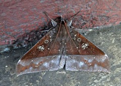 Ischyja hemiphaea