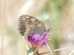 Melanargia titea