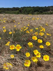 Eschscholzia californica maritima