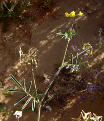 Hippocrepis areolata
