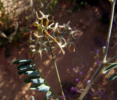 Hippocrepis areolata