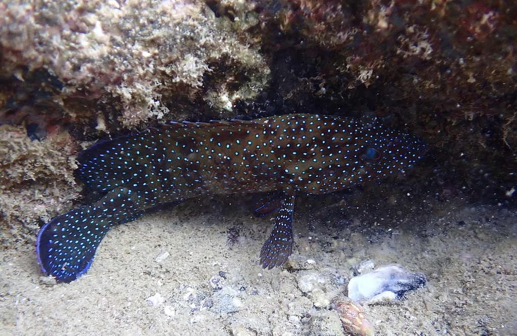 Starry grouper (Cephalopholis polyspila) — Serranidae