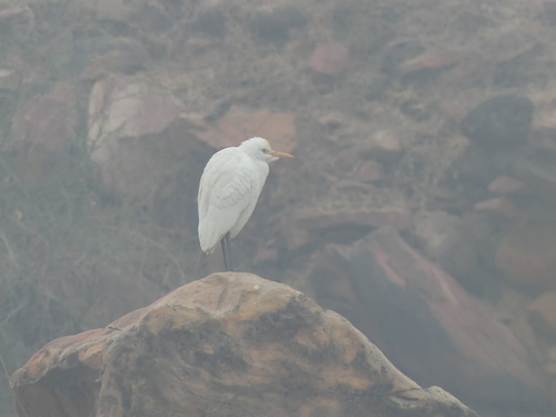Eastern Cattle-Egret