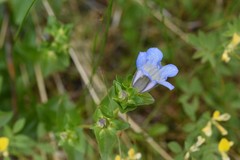 Gentiana calycosa