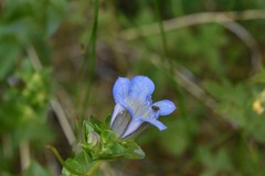 Gentiana calycosa